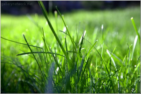 grassy grass