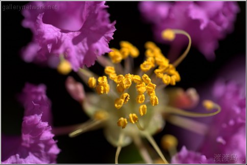 purple pollen cluster