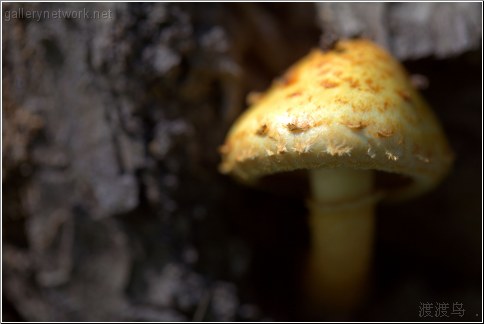 small mushroom