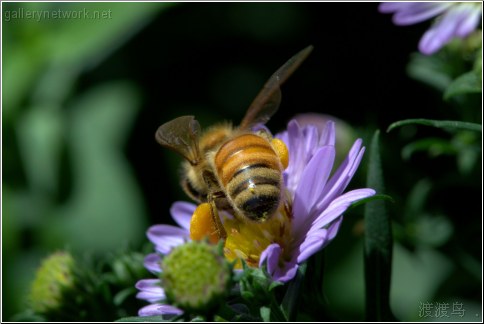 bee loaded with pollen