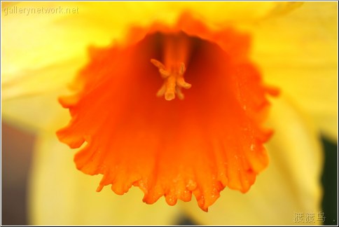 daffodil trumpet