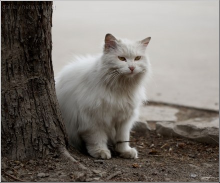 white fluffy cat