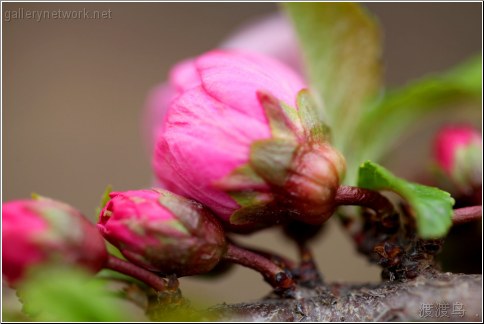 pink blossom bud