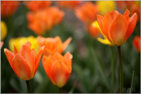 orange tulips opened