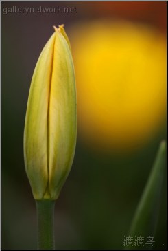 yellow tulip bud