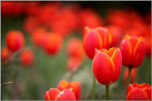 red tulip cluster
