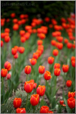 red tulip sea