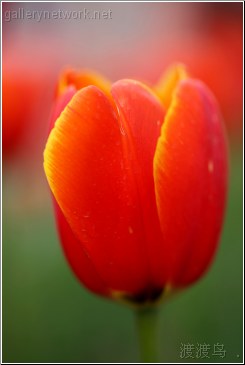 orange yellow tulip