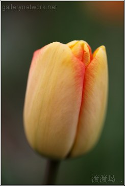 yellow red tulip