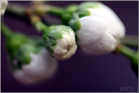 white cherry tree buds