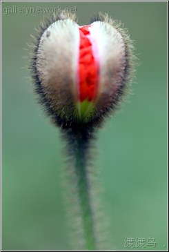 poppy bud