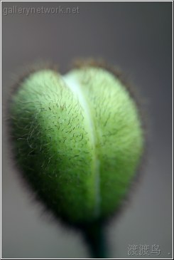 green poppy bud
