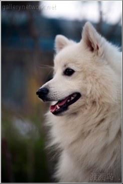 white dog portrait