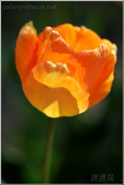 orange tulip