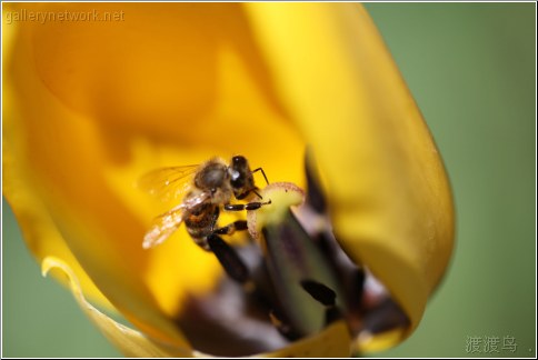 honey bee inside tulip