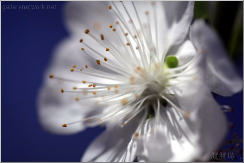 white cherry blossom