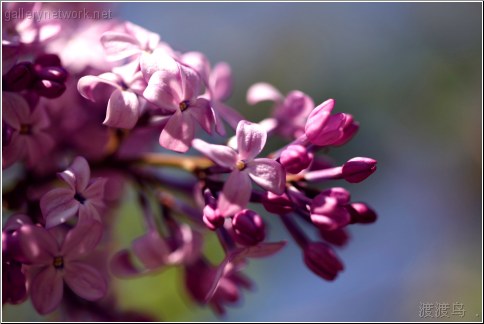 pink purple tree flower