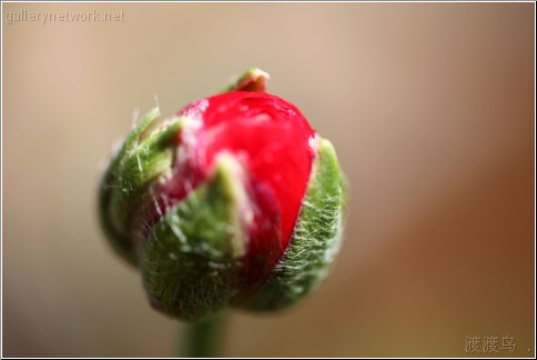 red poppy bud
