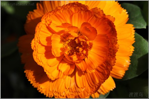 full orange flower
