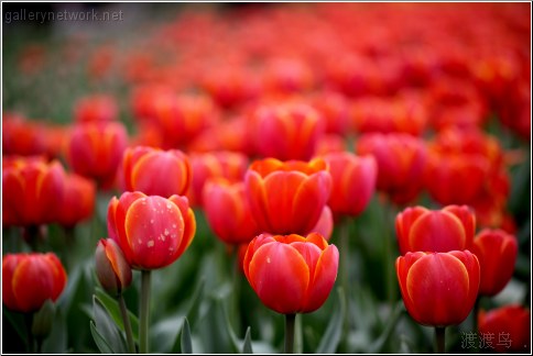 red tulip field