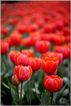 beijing tulips
