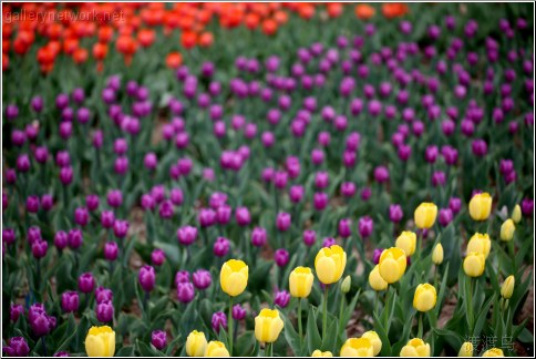 purple tulip flowers