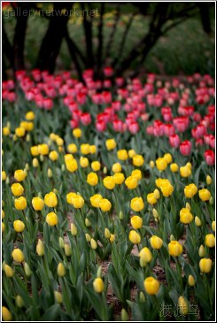 yellow and pink tulip field