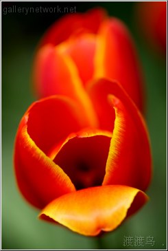 tulip from the top