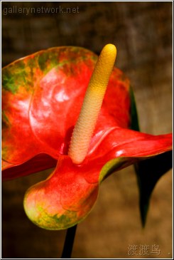 tropical flower