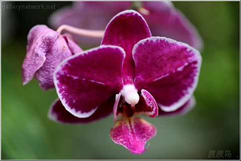 purple orchid