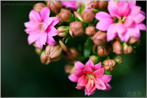 pink tree buds