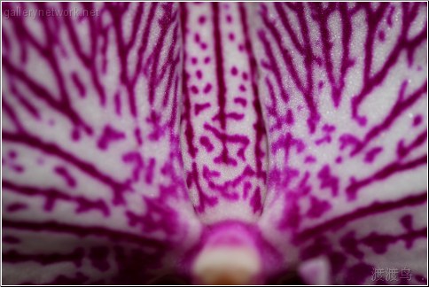 purple white orchid closeup