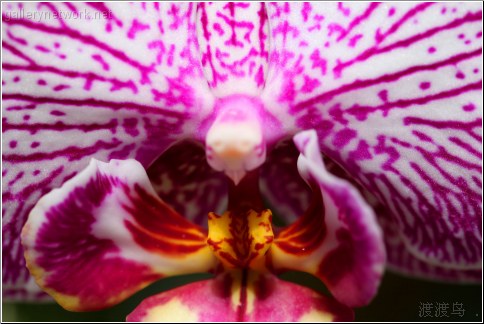 white and purple orchid mouth