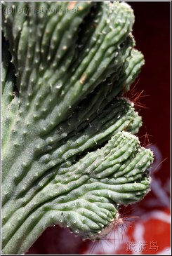 wrinkled cactus head