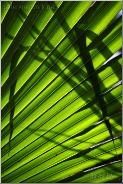 Tropical leaves