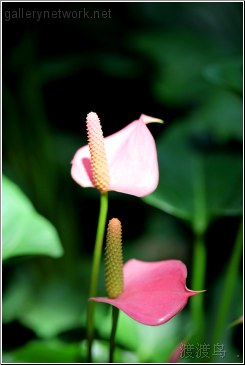 two tropical flowers