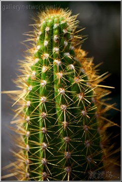 cactus head