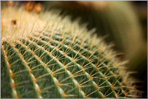 round cactus head