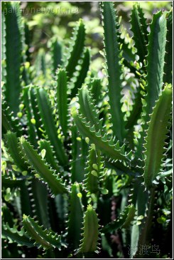 green cactus cluster