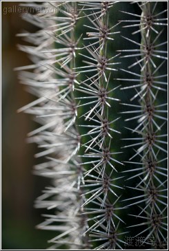 white spiked cactus