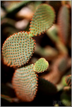 prickly cactus