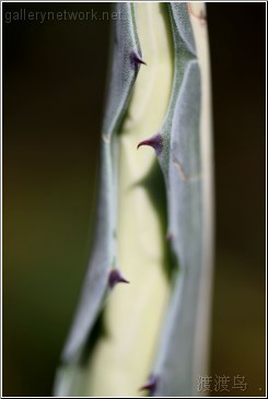 Thorny leaf