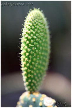 young cactus bud