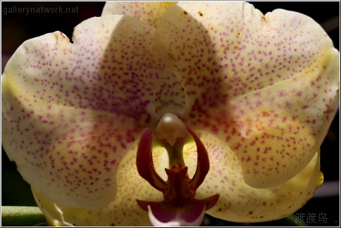 yellow orchid flower