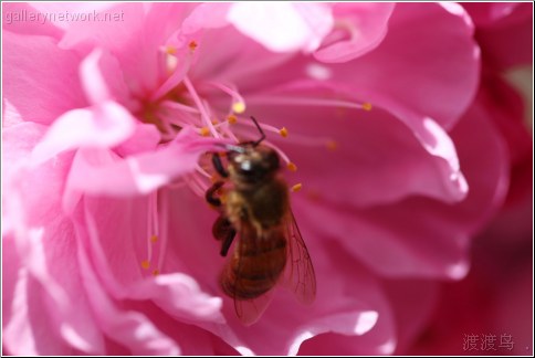 bee in pink flower