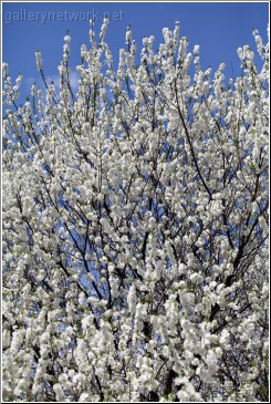 white blossoming tree