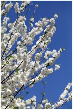 white tree flowers