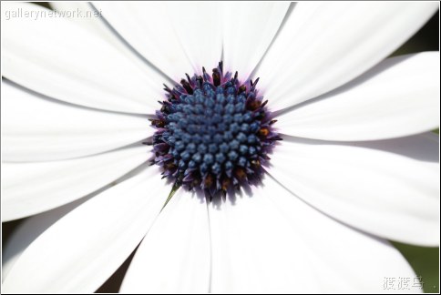 White flower black seeds