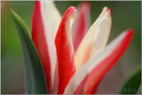 red white and green flower