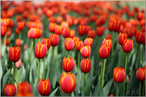 red tulip forest